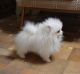 Pomeranian Puppies for sale in Louisiana St, Houston, TX, USA. price: NA