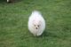 Pomeranian Puppies for sale in PA-18, Albion, PA, USA. price: NA