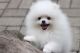 Pomeranian Puppies for sale in Halifax, PA, USA. price: NA