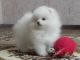 Pomeranian Puppies for sale in Branford, FL 32008, USA. price: $300