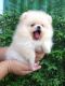 Pomeranian Puppies for sale in Pennsylvania Ave, Los Angeles, CA 90033, USA. price: NA