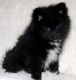 Pomeranian Puppies for sale in Cleveland, TN, USA. price: NA