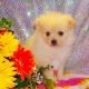 Pomeranian Puppies for sale in Durham, NC, USA. price: NA