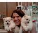 Pomeranian Puppies for sale in Klamath Falls, OR, OR, USA. price: NA