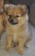 Pomeranian Puppies for sale in West Springfield, MA, USA. price: $500