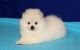 Pomeranian Puppies for sale in Maryland City, MD, USA. price: NA