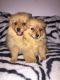 Pomeranian Puppies for sale in Branford, FL 32008, USA. price: NA