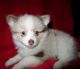 Pomeranian Puppies for sale in Lexington, KY, USA. price: NA