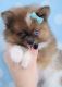 Pomeranian Puppies for sale in KY-227, Owenton, KY 40359, USA. price: NA