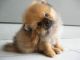 Pomeranian Puppies for sale in Clarks Summit, PA 18411, USA. price: $400