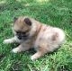 Pomeranian Puppies for sale in Reading, PA 19605, USA. price: $500