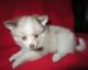 Pomeranian Puppies for sale in NC-54, Burlington, NC 27215, USA. price: NA