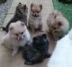 Pomeranian Puppies for sale in Pavoorchatram, Tamil Nadu 627808, India. price: 3000 INR