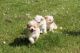 Pomeranian Puppies for sale in PA-18, Albion, PA, USA. price: $300