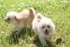 Pomeranian Puppies for sale in PA-18, Albion, PA, USA. price: NA
