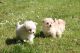 Pomeranian Puppies for sale in Philadelphia Pike, Claymont, DE 19703, USA. price: NA