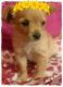 Pomeranian Puppies for sale in Albany, OR, USA. price: NA