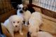 Pomeranian Puppies for sale in Delaware St, Huntington Beach, CA 92648, USA. price: NA