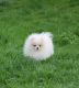 Pomeranian Puppies for sale in Belle Vernon, PA 15012, USA. price: NA