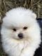 Pomeranian Puppies for sale in S Acansa Dr, Pueblo West, CO 81007, USA. price: NA