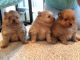 Pomeranian Puppies for sale in New Castle, PA, USA. price: NA