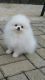 Pomeranian Puppies for sale in Halifax, PA, USA. price: NA