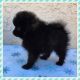 Pomeranian Puppies for sale in Oxnard, CA, USA. price: NA