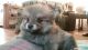 Pomeranian Puppies for sale in LaBelle, FL 33935, USA. price: $1,200