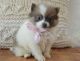 Pomeranian Puppies for sale in Mound, MN 55364, USA. price: $500