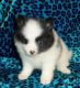 Pomeranian Puppies for sale in San Bernardino, CA, USA. price: $500