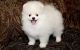 Pomeranian Puppies for sale in Bristol, ME, USA. price: $600