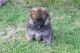 Pomeranian Puppies for sale in Erie, PA, USA. price: $150