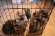 Pomeranian Puppies for sale in Erie, PA, USA. price: $200
