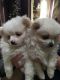 Pomeranian Puppies for sale in Erie, PA, USA. price: $400
