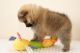 Pomeranian Puppies for sale in Erie, PA, USA. price: $300
