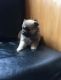Pomeranian Puppies for sale in Erie, PA, USA. price: $600
