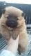 Pomeranian Puppies for sale in Erie, PA, USA. price: $400