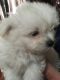 Pomeranian Puppies for sale in Erie, PA, USA. price: $500
