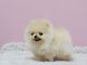Pomeranian Puppies for sale in Georgetown, KY 40324, USA. price: NA