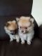 Pomeranian Puppies for sale in Erie, PA, USA. price: $450