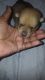 Pomeranian Puppies for sale in Erie, PA, USA. price: $300