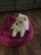 Pomeranian Puppies for sale in National Ave, Big Bend, WI 53103, USA. price: NA