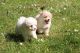 Pomeranian Puppies for sale in Airport Center Rd, Allentown, PA 18109, USA. price: NA