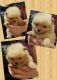 Pomeranian Puppies for sale in Secaucus, NJ, USA. price: NA