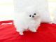 Pomeranian Puppies for sale in Tampa, FL, USA. price: NA