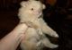 Pomeranian Puppies for sale in Bozeman, MT, USA. price: $500