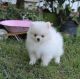 Pomeranian Puppies for sale in Bozeman, MT, USA. price: $500