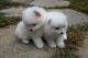 Pomeranian Puppies for sale in California Ave, Windsor, ON, Canada. price: NA