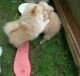 Pomeranian Puppies for sale in West Lafayette, IN, USA. price: NA