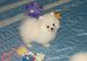 Pomeranian Puppies for sale in West Lafayette, IN, USA. price: NA